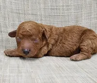 Quinn, a female Miniature Goldendoodle for sale in Tulsa, OK – 2 of 3