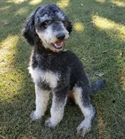 Maverick, a male Poodle - Standard  for sale in Tulsa, OK – 2 of 10