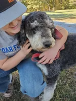 Maverick, a male Poodle - Standard  for sale in Tulsa, OK – 9 of 10