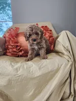 Sam, a male Miniature Goldendoodle for sale in Tulsa, OK – 7 of 10