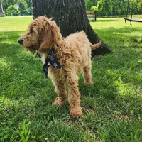 Bo, a male Goldendoodle for sale in Tulsa, OK – 7 of 10