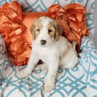 Baxter, a  Bernedoodle for sale in Tulsa, OK – 7 of 9