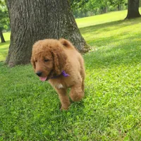 Sadie, a female Goldendoodle for sale in Tulsa, OK – 7 of 10