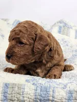 Rex, a male Miniature Goldendoodle for sale in Tulsa, OK – 3 of 3