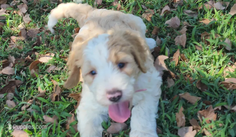 Bailey – Bernedoodle puppy for sale in Tulsa, OK