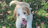Bailey, a female Bernedoodle for sale in Tulsa, OK – 1 of 5