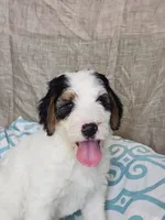 Baxter, a  Bernedoodle for sale in Tulsa, OK – 2 of 9