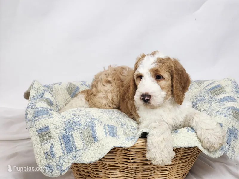 Bailey – Bernedoodle puppy for sale in Tulsa, OK