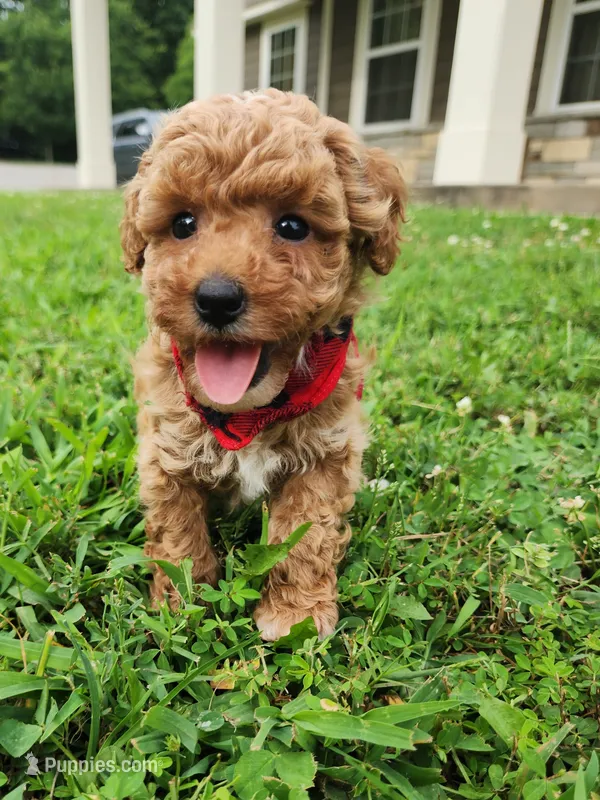 Barklee – Miniature Goldendoodle puppy for sale in Tulsa, OK