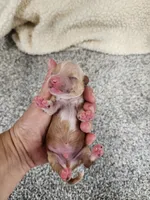 Willy, a male Miniature Goldendoodle for sale in Tulsa, OK – 2 of 10