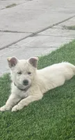 Pola, a female German Shepherd Dog and Siberian Husky for sale in Fontana, CA – 2 of 3