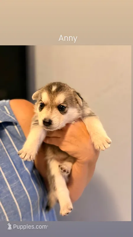 Anny – German Shepherd Dog, Siberian Husky puppy for sale in Fontana, CA