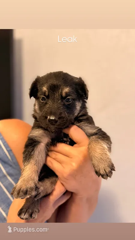 Leak – German Shepherd Dog, Siberian Husky puppy for sale in Fontana, CA