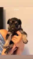 Leak, a male German Shepherd Dog and Siberian Husky for sale in Fontana, CA – 1 of 1