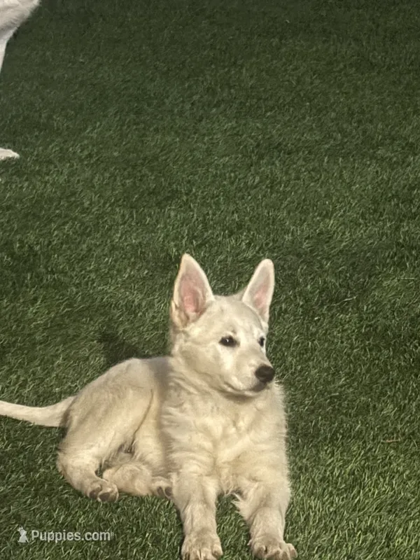 Pola – German Shepherd Dog, Siberian Husky puppy for sale in Fontana, CA