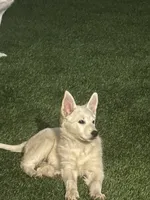 Pola, a female German Shepherd Dog and Siberian Husky for sale in Fontana, CA – 1 of 3