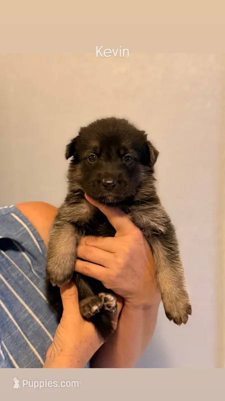 Kevin – German Shepherd Dog, Siberian Husky puppy for sale in Fontana, CA