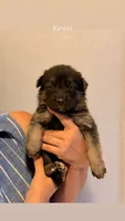 Kevin, a male German Shepherd Dog and Siberian Husky for sale in Fontana, CA – 1 of 1