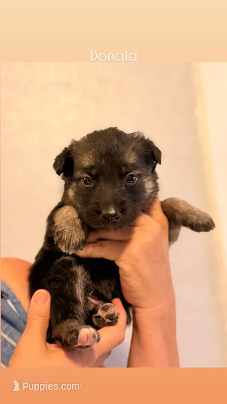Donald  – German Shepherd Dog puppy for sale in Fontana, CA