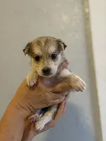 Luna, a female German Shepherd Dog and Siberian Husky for sale in Fontana, CA – 2 of 2