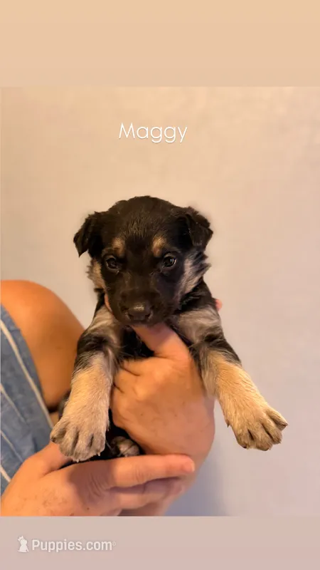 Maggy – German Shepherd Dog, Siberian Husky puppy for sale in Fontana, CA