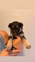 Maggy, a female German Shepherd Dog and Siberian Husky for sale in Fontana, CA – 1 of 1