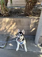 Onyx, a male German Shepherd Dog and Siberian Husky for sale in Fontana, CA – 5 of 5