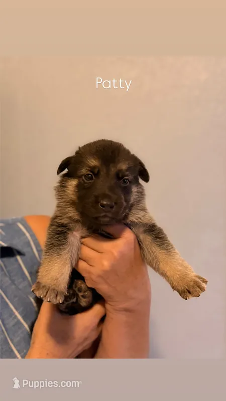 Patty – German Shepherd Dog, Siberian Husky puppy for sale in Fontana, CA