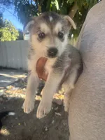 Anny, a female German Shepherd Dog and Siberian Husky for sale in Fontana, CA – 3 of 3