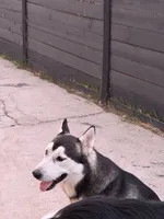 Onyx, a male German Shepherd Dog and Siberian Husky for sale in Fontana, CA – 1 of 5