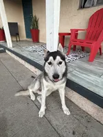 Onyx, a male German Shepherd Dog and Siberian Husky for sale in Fontana, CA – 4 of 5