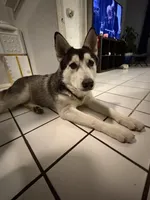 Onyx, a male German Shepherd Dog and Siberian Husky for sale in Fontana, CA – 3 of 5