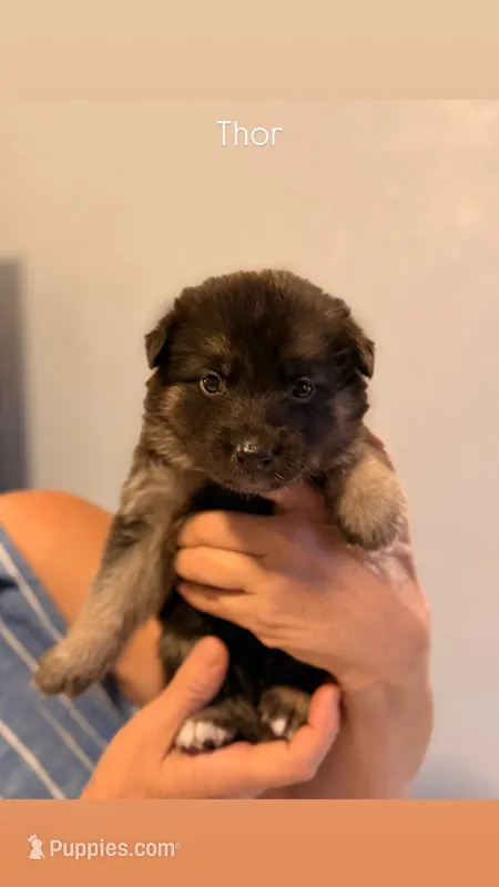 Thor – German Shepherd Dog, Siberian Husky puppy for sale in Fontana, CA