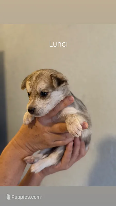 Luna – German Shepherd Dog, Siberian Husky puppy for sale in Fontana, CA