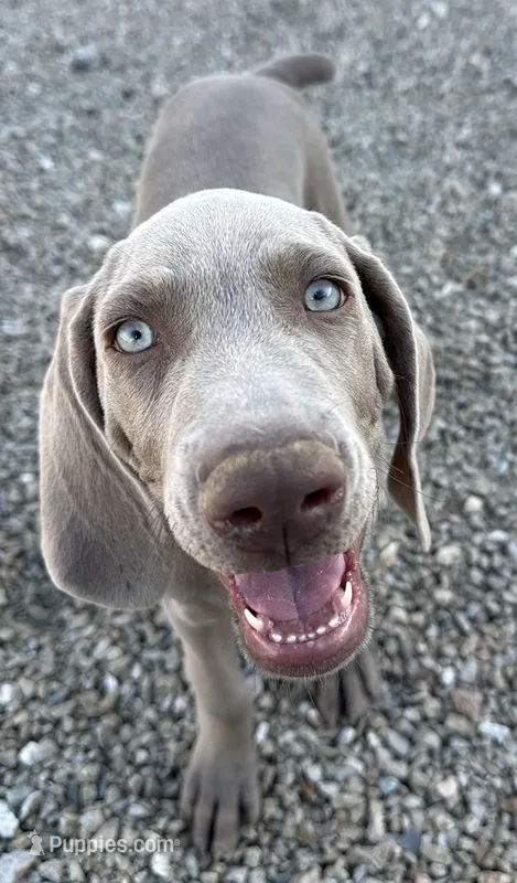 Green – Weimaraner puppy for sale in Las Vegas, NV