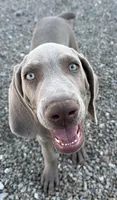 Green, a male Weimaraner for sale in Las Vegas, NV – 1 of 5