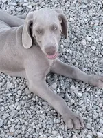 Yelllow, a female Weimaraner for sale in Las Vegas, NV – 4 of 5