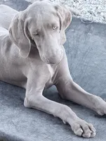 ***Ask about our August Special*** AKC Registered Blue Female, a female Weimaraner for sale in Las Vegas, NV – 1 of 1