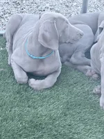 Light Blue, a female Weimaraner for sale in Las Vegas, NV – 4 of 4