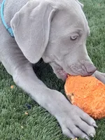Light Blue, a female Weimaraner for sale in Las Vegas, NV – 2 of 4