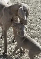Green, a male Weimaraner for sale in Las Vegas, NV – 5 of 5