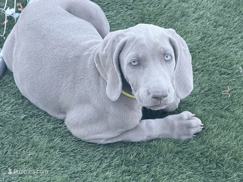 Yelllow – Weimaraner puppy for sale in Las Vegas, NV