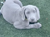 Yelllow, a female Weimaraner for sale in Las Vegas, NV – 1 of 5