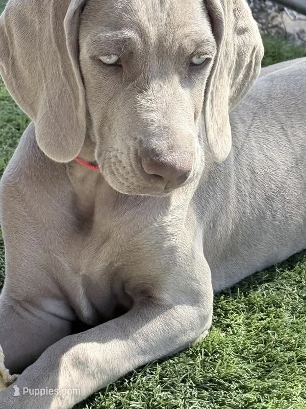 Red – Weimaraner puppy for sale in Las Vegas, NV