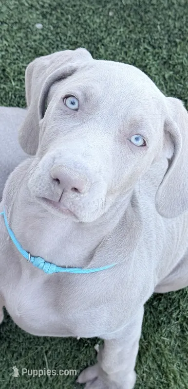 Light Blue – Weimaraner puppy for sale in Las Vegas, NV