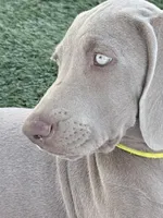 Yelllow, a female Weimaraner for sale in Las Vegas, NV – 5 of 5