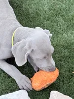 Yelllow, a female Weimaraner for sale in Las Vegas, NV – 2 of 5