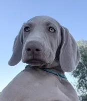 Light Blue, a female Weimaraner for sale in Las Vegas, NV – 3 of 4