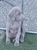Green, a male Weimaraner for sale in Las Vegas, NV – 3 of 5
