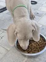 Green, a male Weimaraner for sale in Las Vegas, NV – 2 of 5